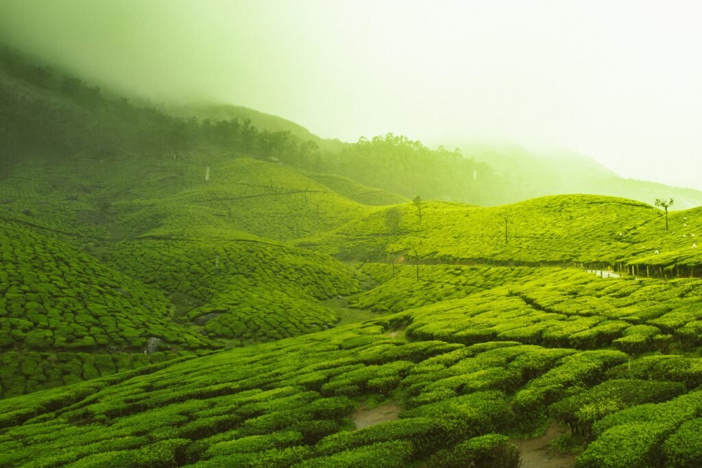 munnar hill station kerala tour package